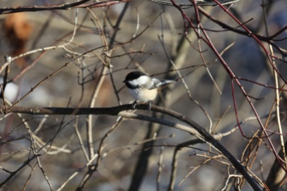 Chickadees aren't shy of people in the city. © Lance McMillan